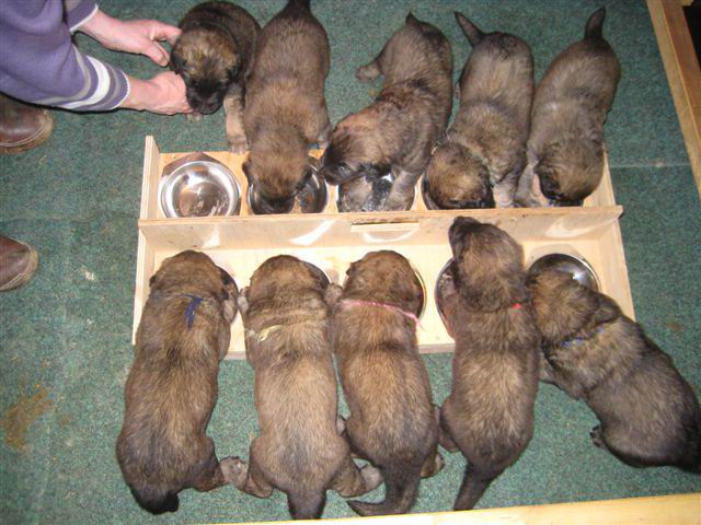 Alles bij de puppybar Alles bij de puppybar