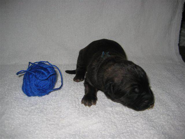 reu donker blauw