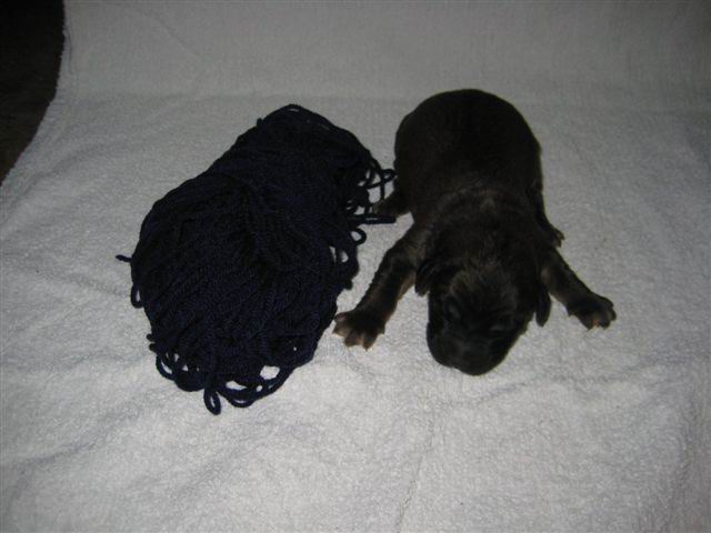 reu superdonker blauw reu wit