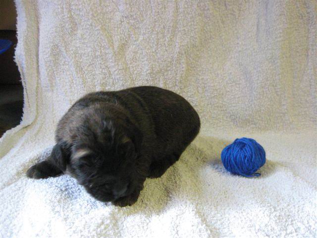 reu donker blauw reu donker blauw