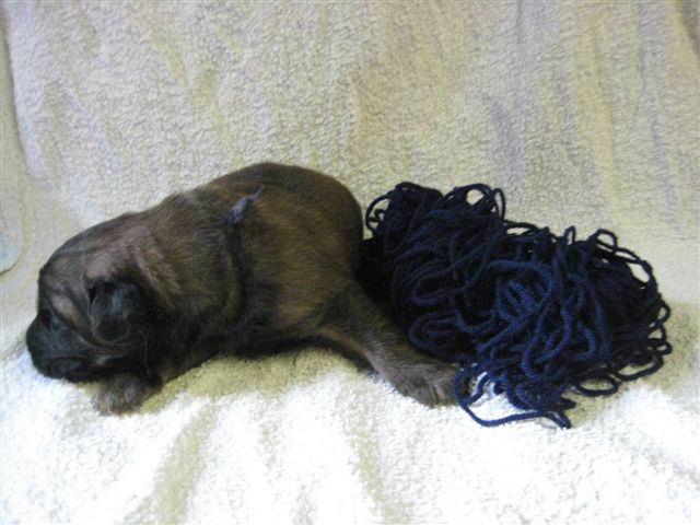 reu superdonker blauw reu superdonker blauw