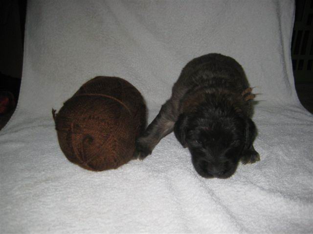 teef bruin teef bruin