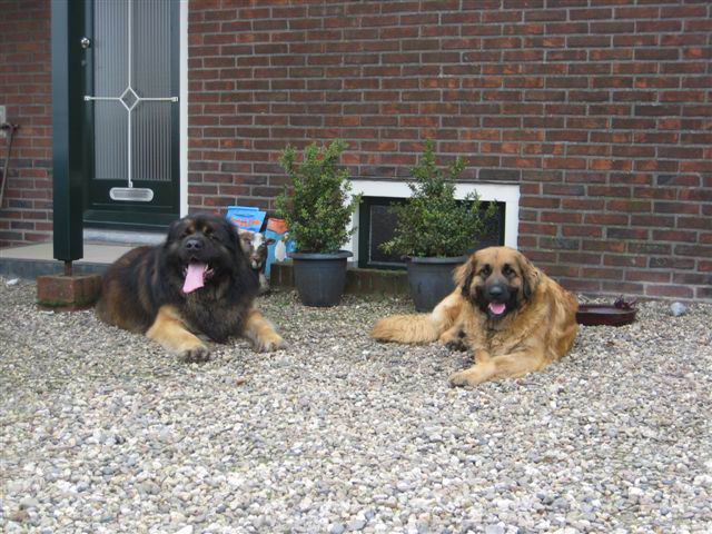 samen in het grind liggend samen in het grind liggend
