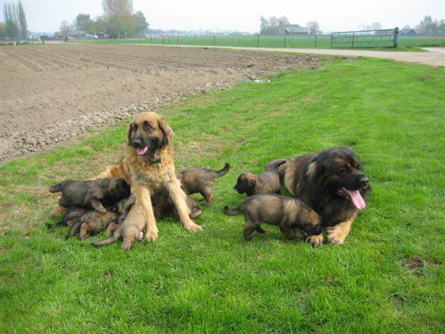 met z n allen met z n allen