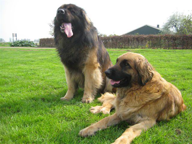 samen op het gras samen op het gras