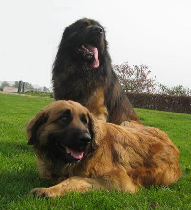 samen op het gras samen op het gras