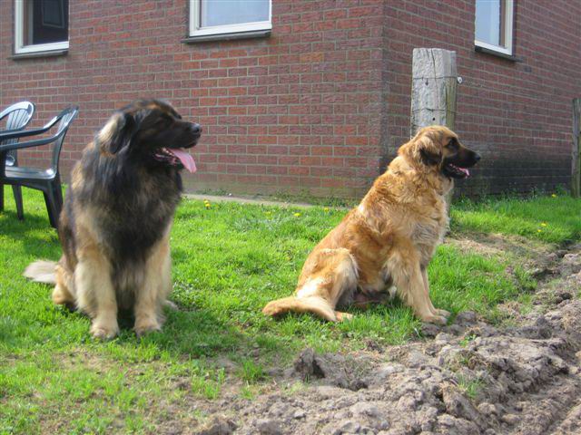 samen voor de garage samen voor de garage