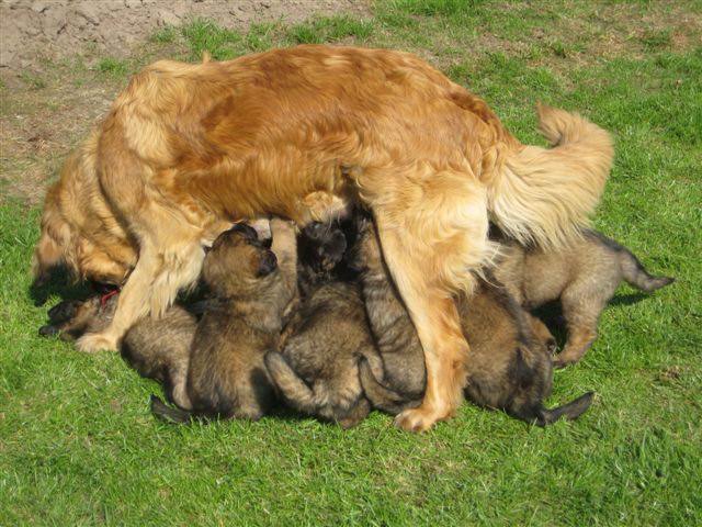 Nonna, zogend, kijkend Nonna, zogend, kijkend