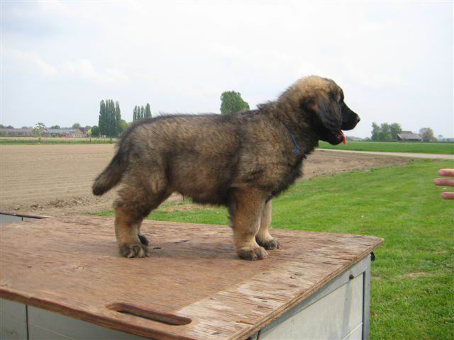 reu donker blauw; Ayco reu donker blauw; Ayco