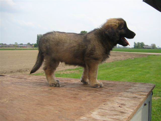 Reu, geel / blauw; Azlan Reu, geel / blauw; Azlan