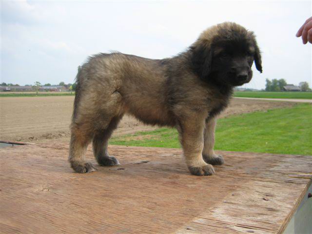 Teef, bruin; Alexia Teef, bruin; Alexia