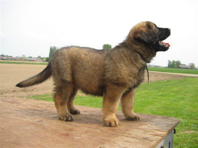 Reu, superdonker blauw; Ajop Reu, superdonker blauw; Ajop