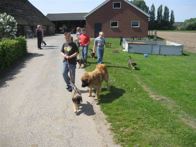 de pups aan het riempje de pups aan het riempje