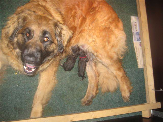 2 pups Nonna links 2 pups Nonna links