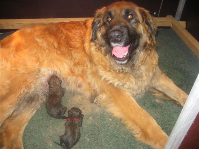 2 pups Nonna rechts 2 pups Nonna rechts