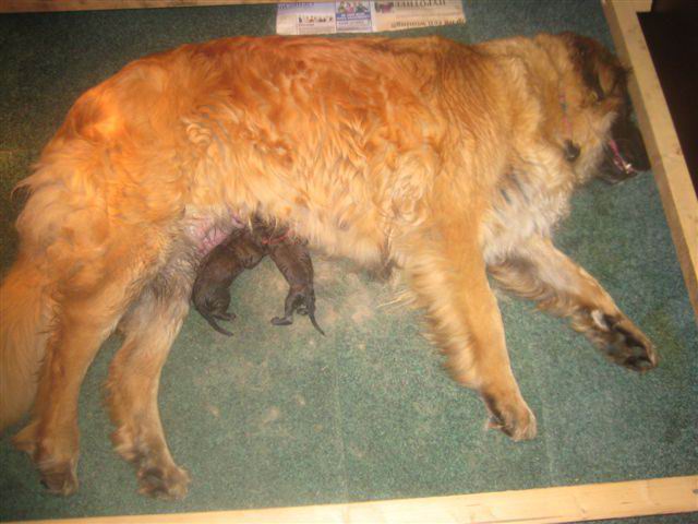2 pups Nonna rechts 2 pups Nonna rechts