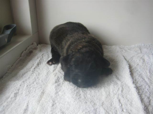 2012 04 15 Balou voor 2012 04 15 Balou voor