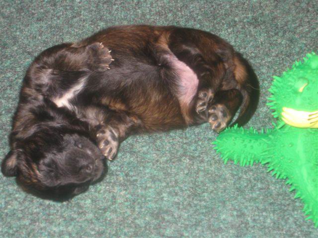 Balou lekker lui op haar rug Balou lekker lui op haar rug