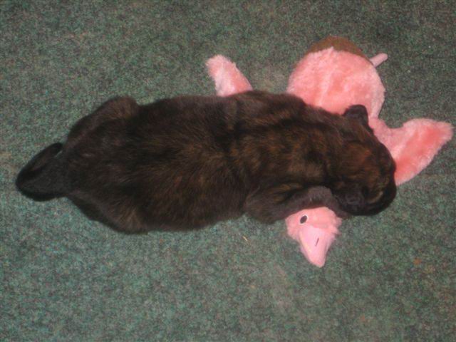 Balou met knuffel eend Balou met knuffel eend