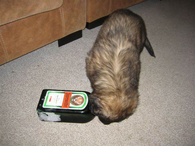 Balou Jagermeister dop Balou Jagermeister dop