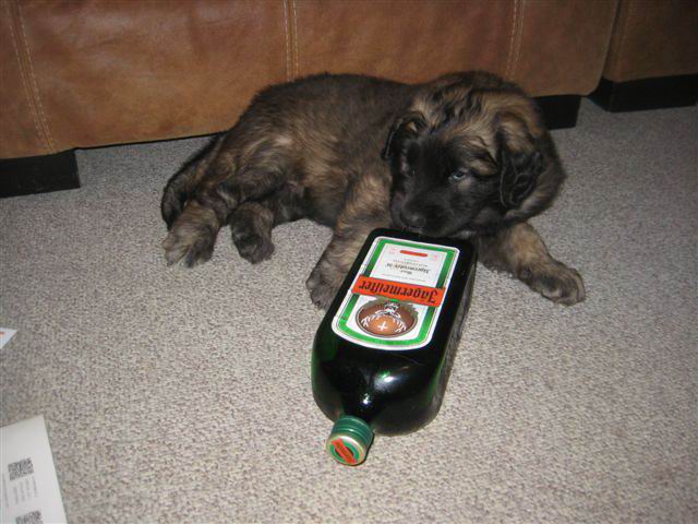 Balou Jagermeister Balou Jagermeister