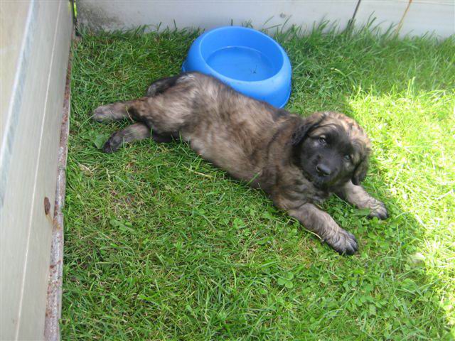 Balou uitrustend Balou uitrustend