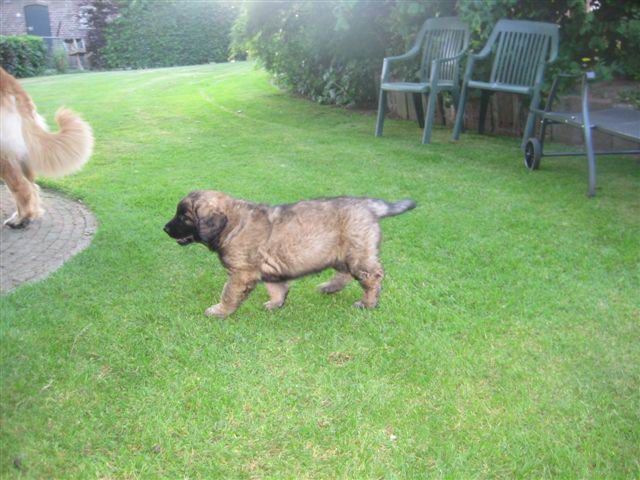 Balou in de tuin Balou in de tuin