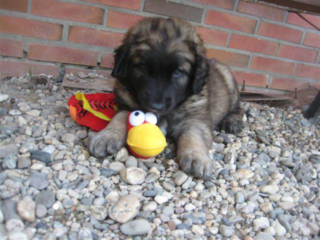 Balou met nieuwe knuffel Balou met nieuwe knuffel