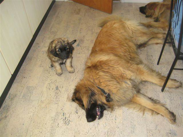 Balou bij Zendor Balou bij Zendor